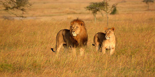 Tanzania Tour Package