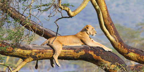 Wildlife Kenya Safari Holiday